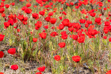 Convex poppy (lat. - Papaver umbonatum) © irairopa