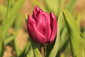 red tulip on a white background