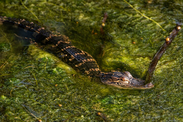 Young Alligator Lying in Wait