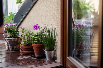 Attic terrace in the light of evening sunset after rain with wet decking and scattered plants - chives, geraniums, mint and a basket with osteospermums reflected in a glass door.