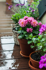 Flowers in clay pots on the terrace in the rain.