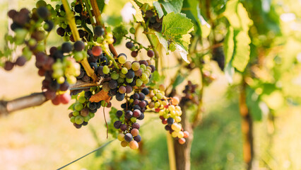 Weintrauben im Weinberg im strahlenden Sonnenlicht horizontal