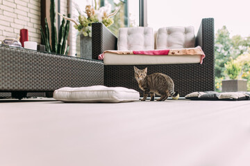 Katze in schöner Wohnung mit viel Freiraum hell und horizontal