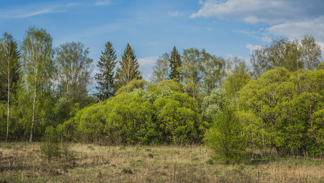 Spring forest landscape with fresh green foliage. A backing with trees and fir-trees and bushes for branding, calendar, postcard, screensaver, wallpaper, poster, banner, cover, website