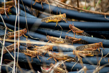 Locusts sitting on irrigation piping 