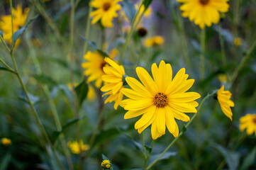 yellow flowers in the field