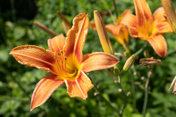 Obraz premium Orange lily flowers, close up. Blooming tiger lilies growing for publication, design, poster, calendar, post, screensaver, wallpaper, card, banner, cover