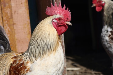 close up portrait of a rooster on poultry yard