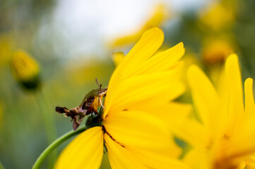 Hummingbird moth sitting on small sunflower
