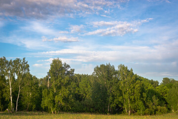 Fototapeta na wymiar Green field of trees at sunset in summer.