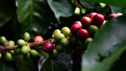 Arbol de Café