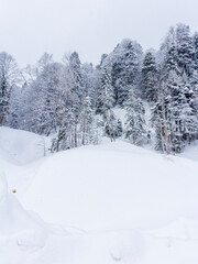 Winter mountain forest, snow-covered trees, panoramic views on the edge of the cliff, snow caps on the branches of the forest.