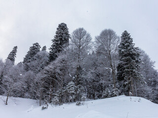 Winter mountain forest, snow-covered trees, panoramic views on the edge of the cliff, snow caps on the branches of the forest.