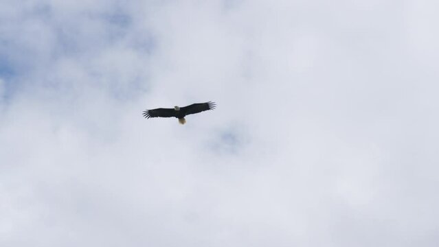 Slow motion flying bald eagle