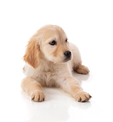 Cute Golden Retriver puppy