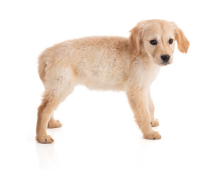 Cute Golden Retriver puppy
