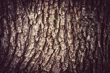 The bark of an old tree. Texture. Close-up. 