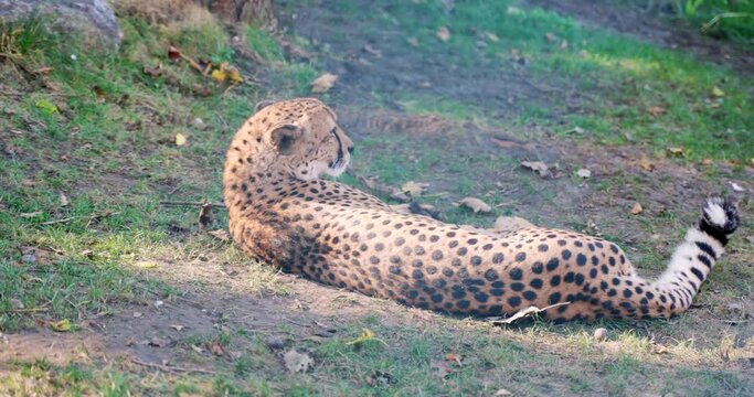 1 a leopard with a long body lies on the grass and rests