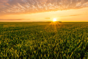Scenic view at beautiful summer sunset in a wheaten shiny field with golden wheat and sun rays, deep blue cloudy sky and road, rows leading far away, valley landscape