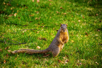 Naklejka na ściany i meble Perky American red squirrel pauses to look at camera before scampering up a tree - closeup in grass -standing on hind legs - selective focus with copy space