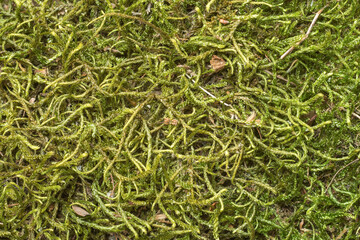 Long-lasting preserved moss for decorative purposes. Natural basket liners material. Organic background