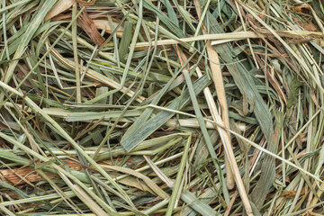 A piece of Christmas hay (Sianko in Polish) that is placed under a white tablecloth during Christmas Eve dinner. Sianko symbolizes the place where Jesus was born. Religion symbol. Christmas tradition