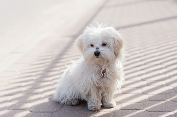 Maltese puppy sitting on the pavement alone