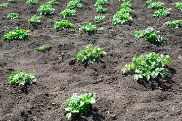 Potato sprouts sprout from the ground.
