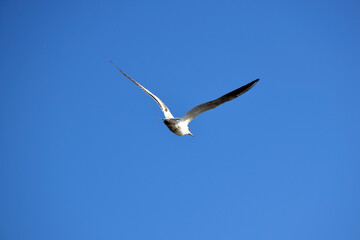 A seagull with wide open wings flies against the blue sky. Back view