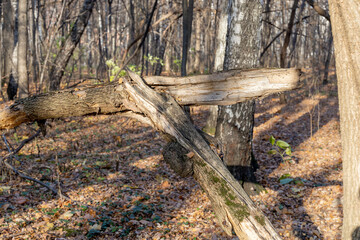 A long-broken tree in the autumn forest. Consequences of a storm or hurricane. Sunspots on the fallen yellow autumn foliage