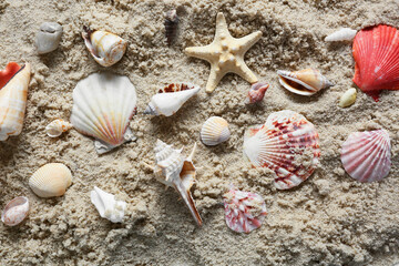 Many different sea shells on beach sand, top view