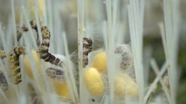 Timelapse Of Silkworm Making Coocon