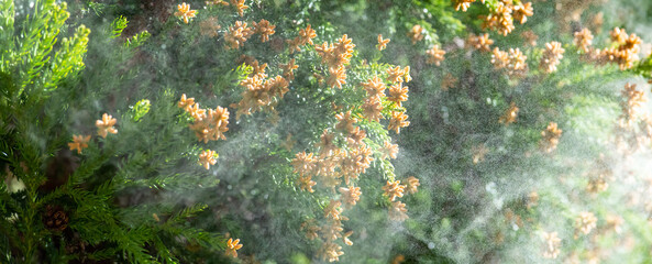 杉・花粉