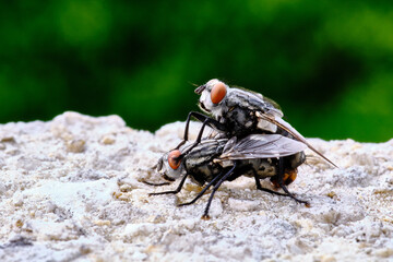 Macro shot of two flies mating under the rain