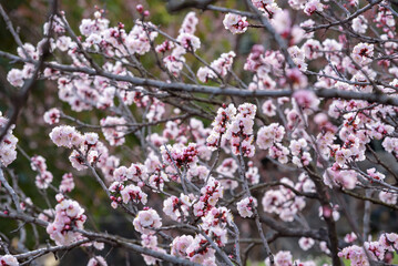 Pink apricot flowers, Armenian plum