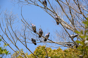 Flock of pigeons on the tree