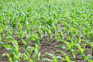 Corn seedlings growing all over