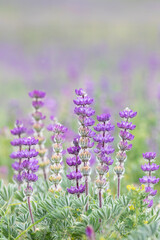 Fototapeta premium Purple Lupines Blossoming in Spring