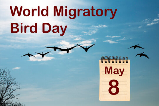 World Migratory Day