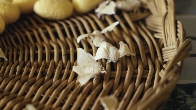 Close Up Of Silkworm Moths