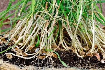 grass and roots (seed wheat)