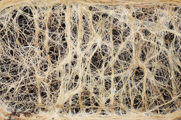 grass and roots (seed wheat)