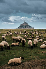 Hundreds of sheep in front of Mont Saint Michel, France