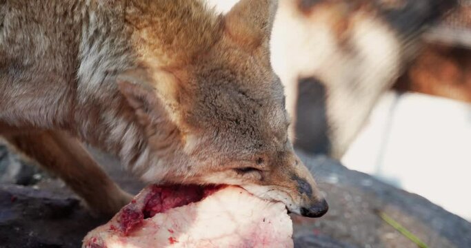 2 a wolf that eats a piece of meat and tears it with its teeth
