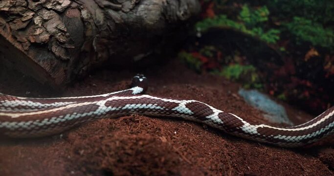 3 a brown white snake next to a tree in an aquarium behind glass