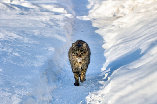 Cautious Cat Walks Along Path In Snow In Winter.