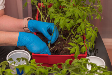 Close up view of hands in gloves taking care of growing tomato plants. 