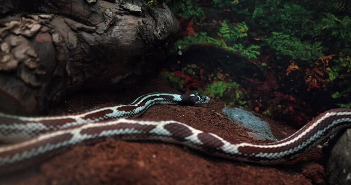 4 a brown white snake next to a tree in an aquarium behind glass