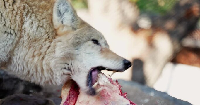 3 a wolf that eats a piece of meat and tears it with its teeth