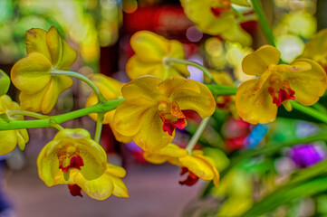 Colourful orchid flower close up. Orchid  plant with characteristic bilateral symmetry of the flowers.